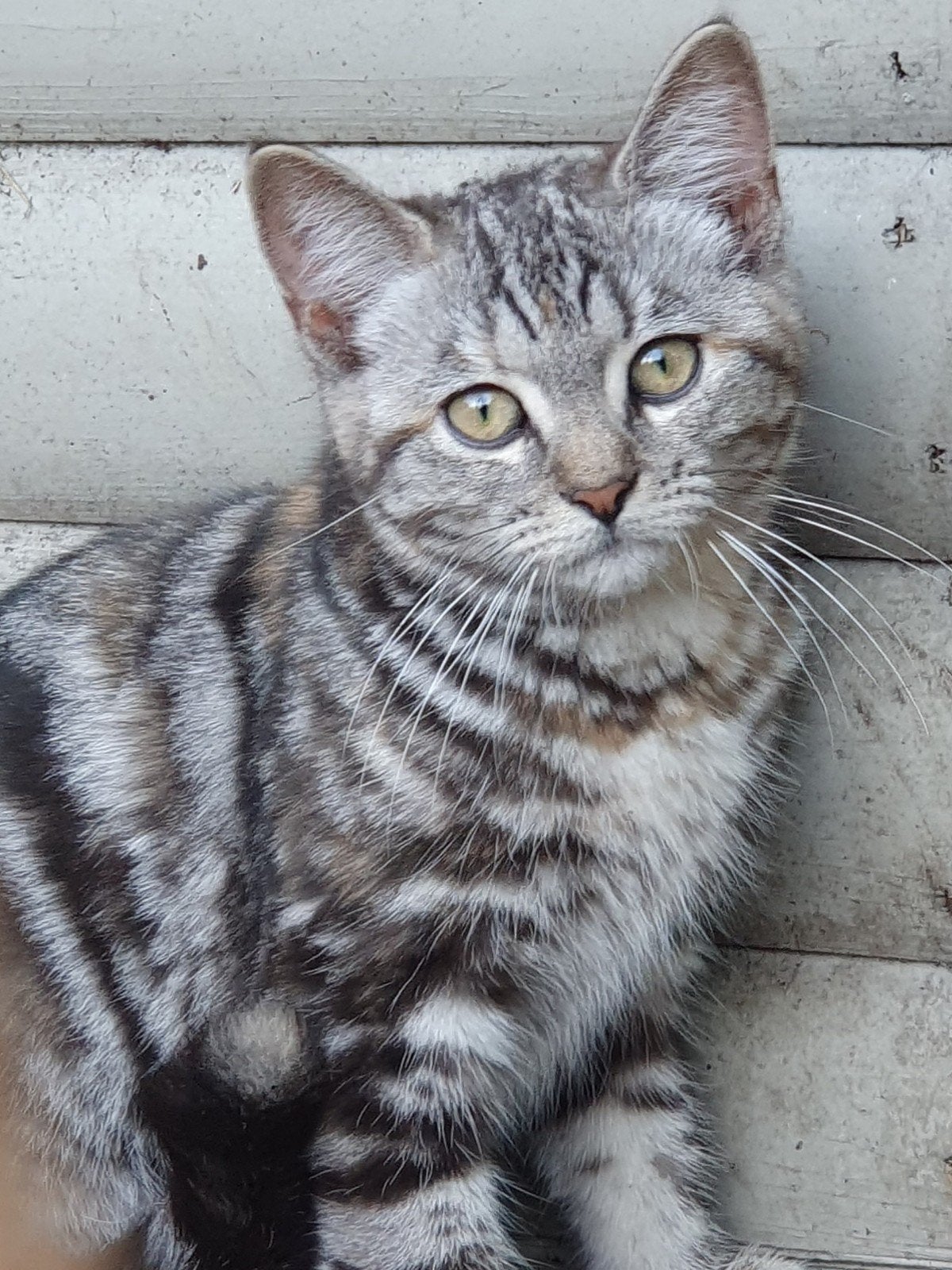 lieve BKH Kitten kan gelijk mee, Poes, Ontwormd, 0 tot 2 jaar