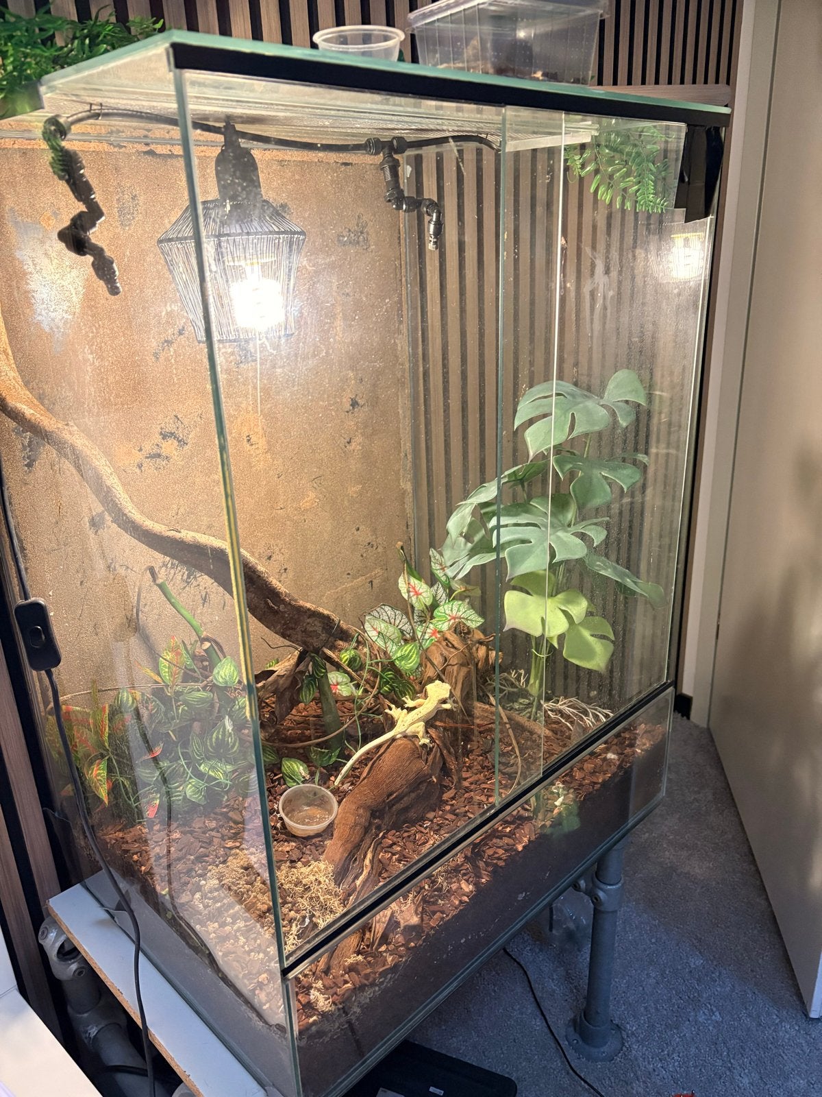Wimper Gekko met terrarium en toebehoren Crested Gecko photo 6