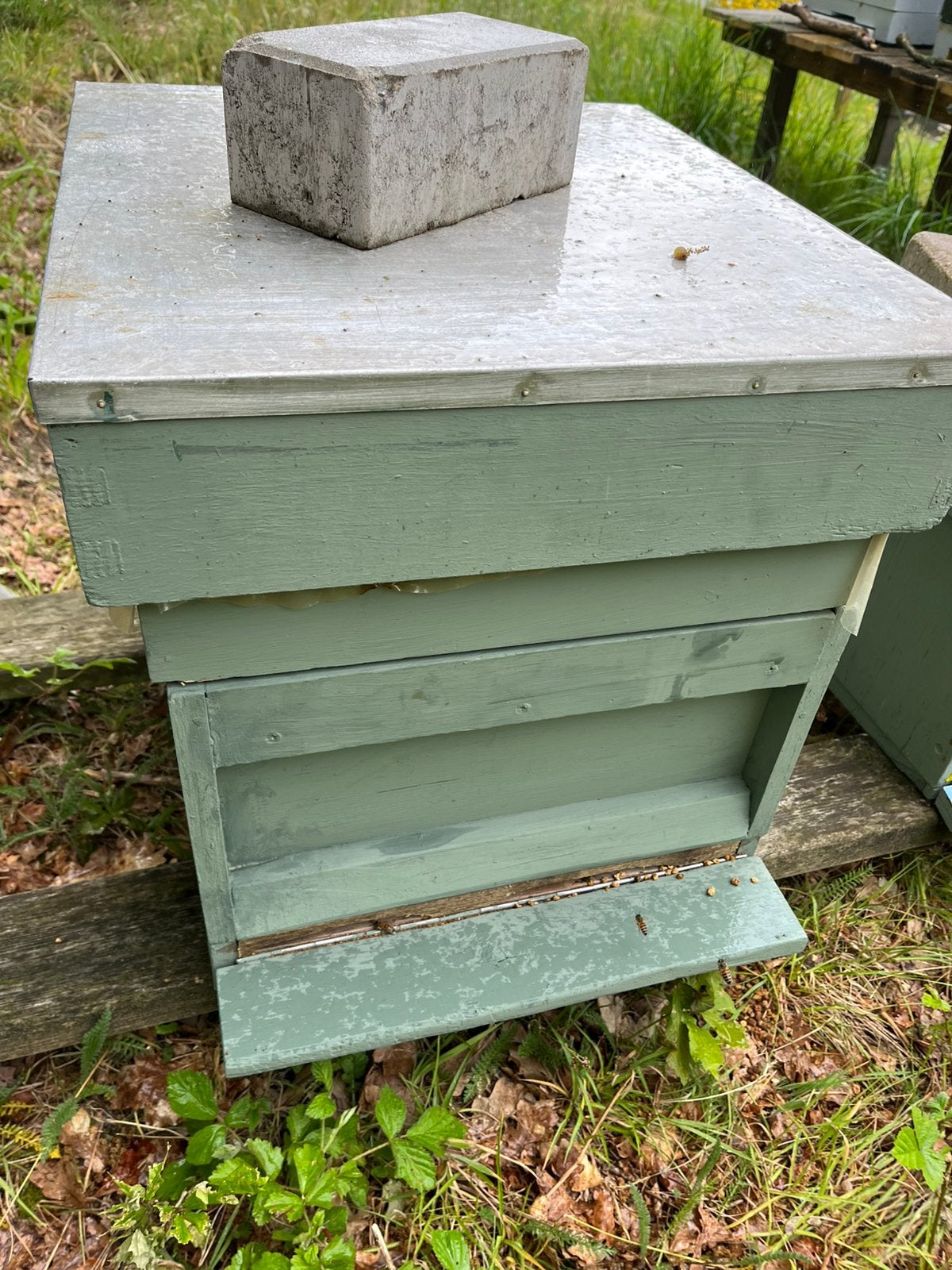Bijenvolk te koop, Dieren en Toebehoren, Insecten en Spinnen, Bijen