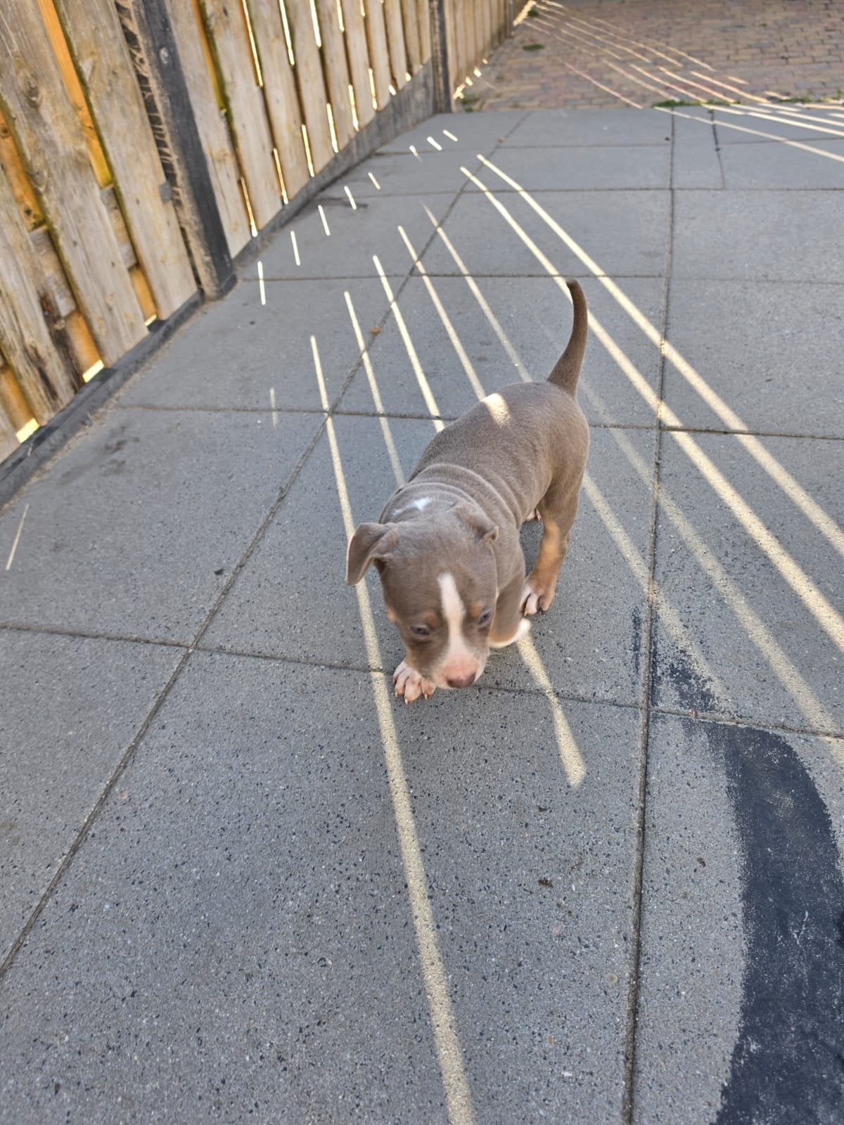 Bully XL, Dieren en Toebehoren, Honden | Bulldogs, Pinschers en Molossers, Overige rassen, Meerdere, Meerdere dieren, Nederland