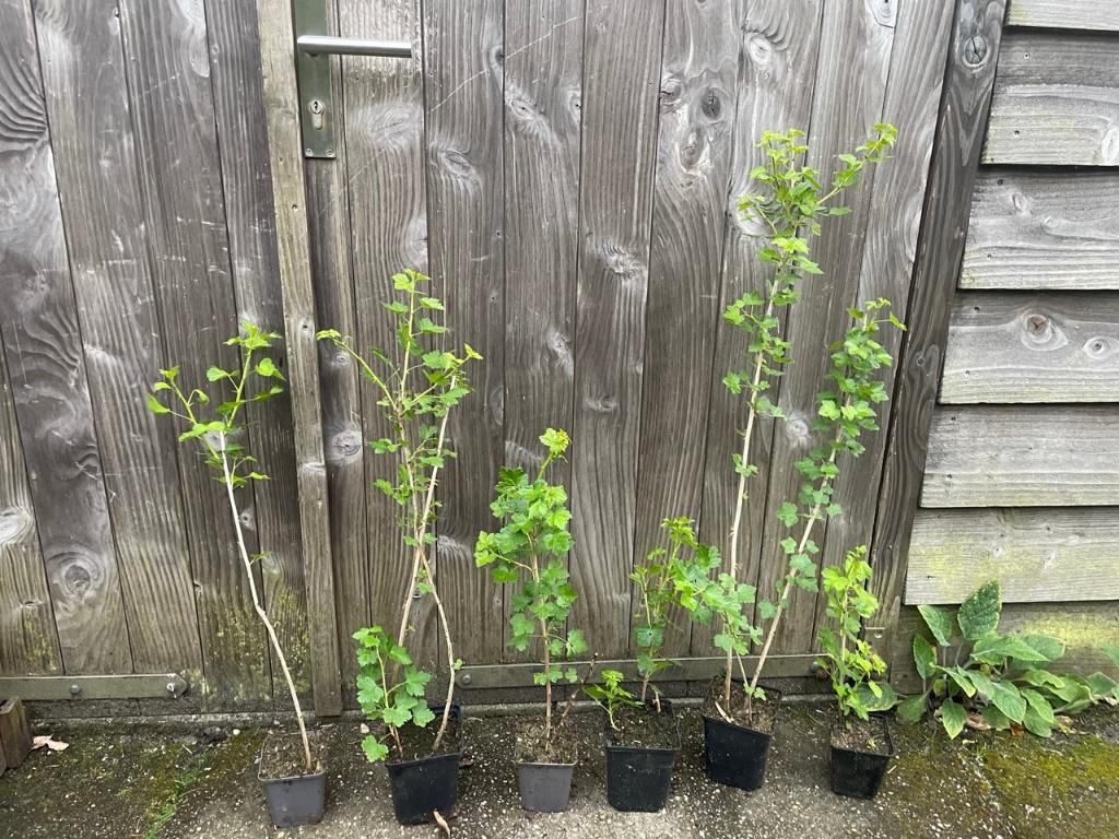 Worcesterbes, worcesterberry (Ribes divaricatus), Ophalen of Verzenden, Overige soorten, 100 tot 250 cm