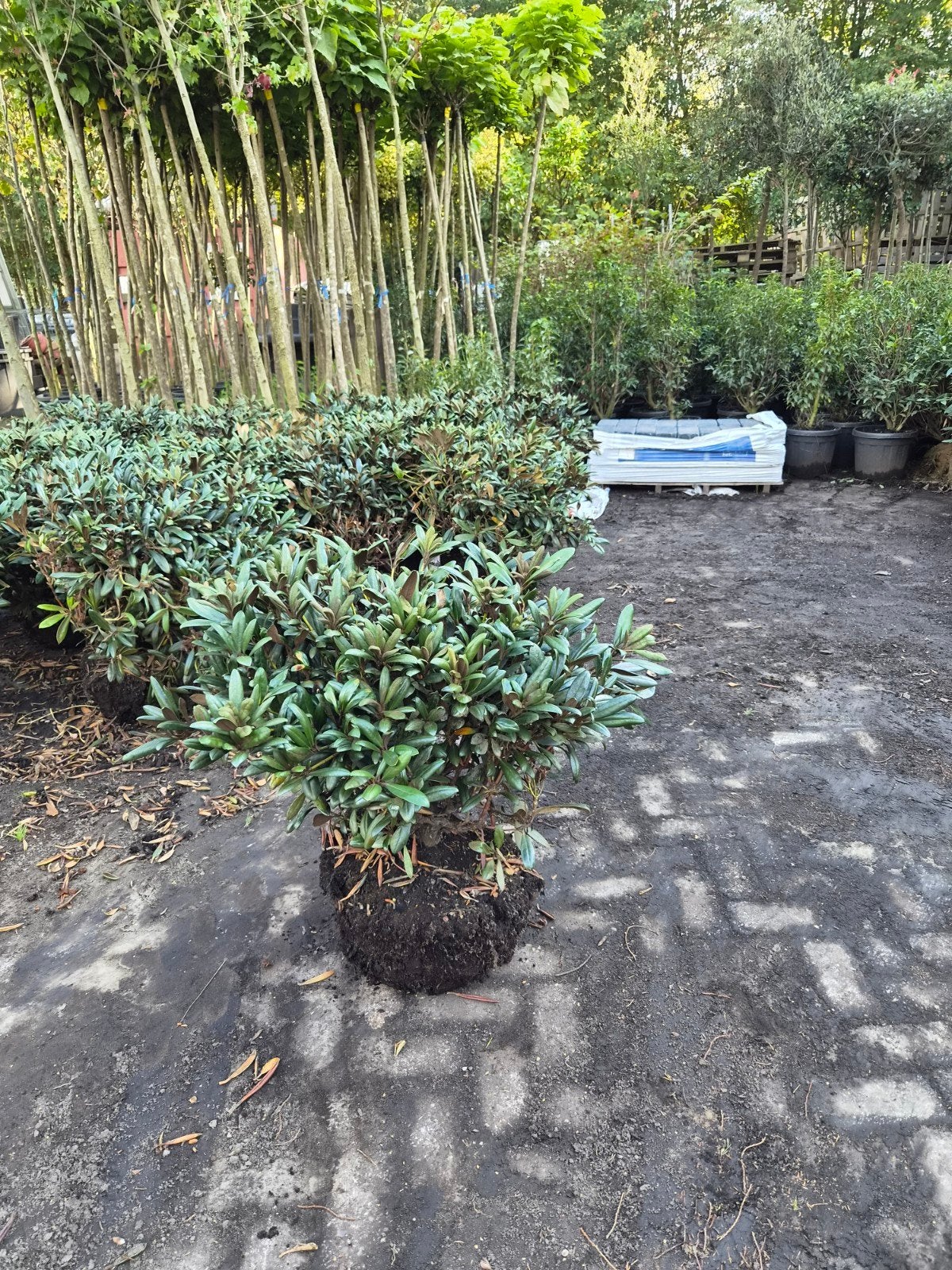 Rhododendron yakushimanum 'Silverbud' - Unieke Soort, Tuin en Terras, Ophalen