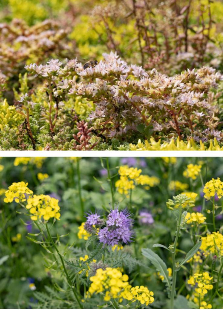 Sedum groendak wij leveren alles voor uw sedum dak, Tuin en Terras, Ophalen of Verzenden, Volle zon