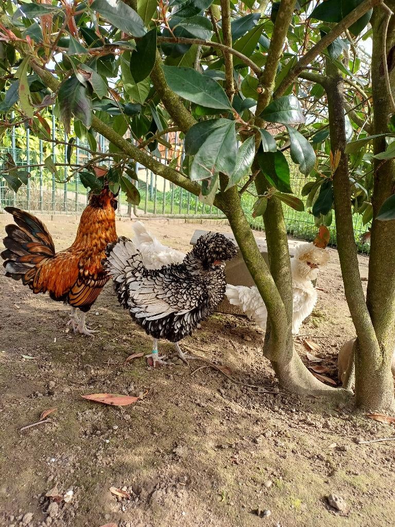 Te koop baardkuifhoen broedeieren (Padua), Geslacht onbekend, Kip