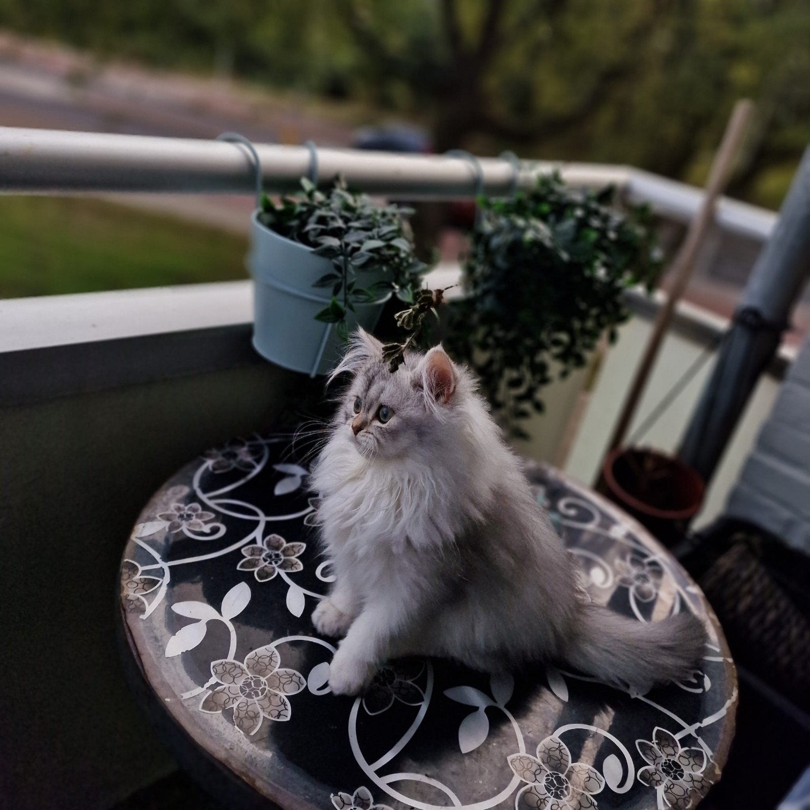 Brits lang haar, Kater, Ontwormd, 0 tot 2 jaar