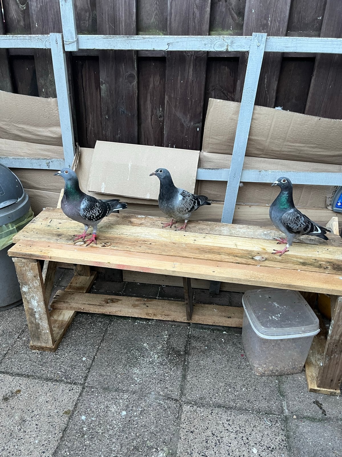 Postduiven te kopen vrouwetje en 2onbekend ze van dit jaar, Meerdere dieren, Postduif