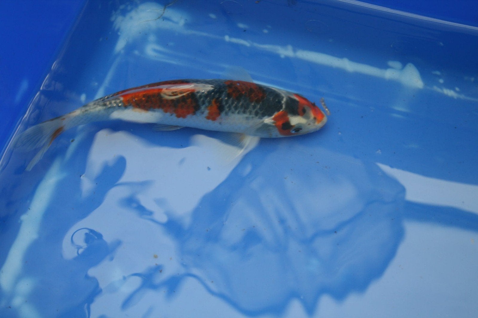 goshiki, Karper of Koi