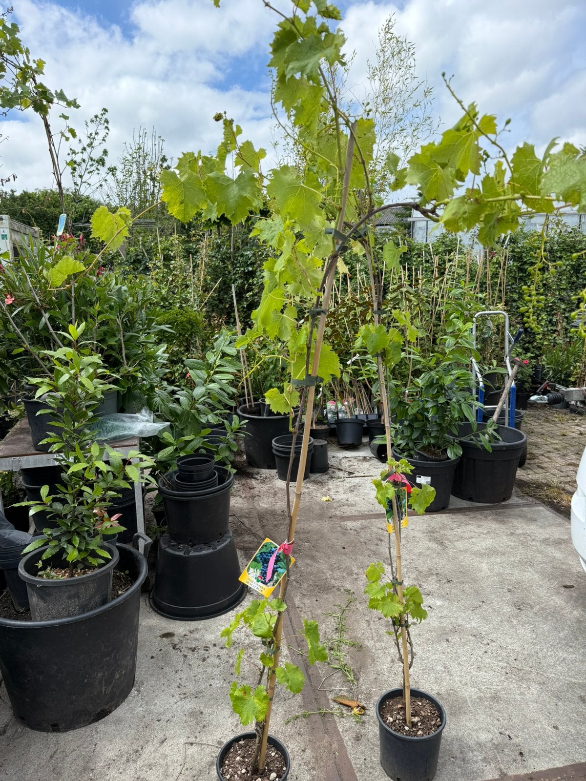 Druiven planten 200cm + tafeldruiven kleur blauw 29,95, Ophalen, Volle zon, Vaste plant, Zomer