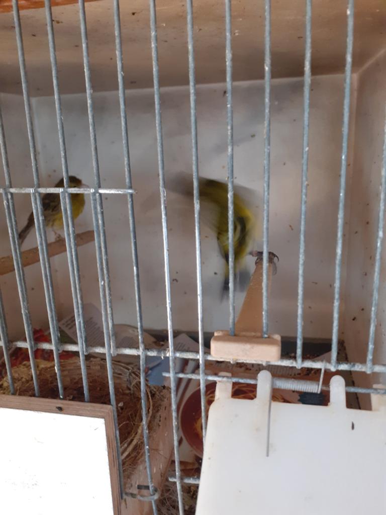 Zwart kop sijs man, Dieren en Toebehoren, Vogels | Kanaries, Mannelijk