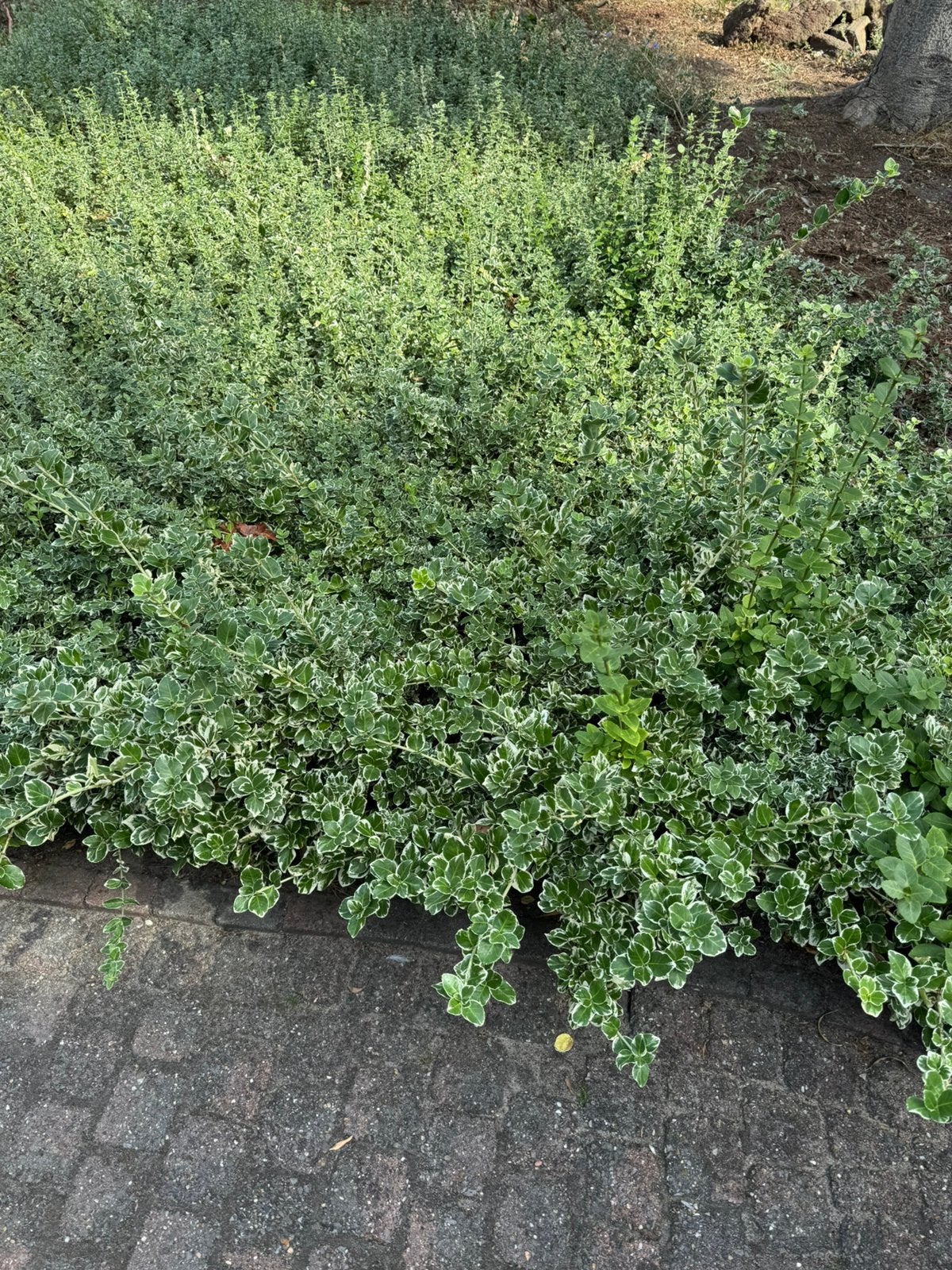 Gratis bodembedekkers zie foto’s. Zelf eruit scheppen, Tuin en Terras, Planten | Struiken en Hagen, Ophalen