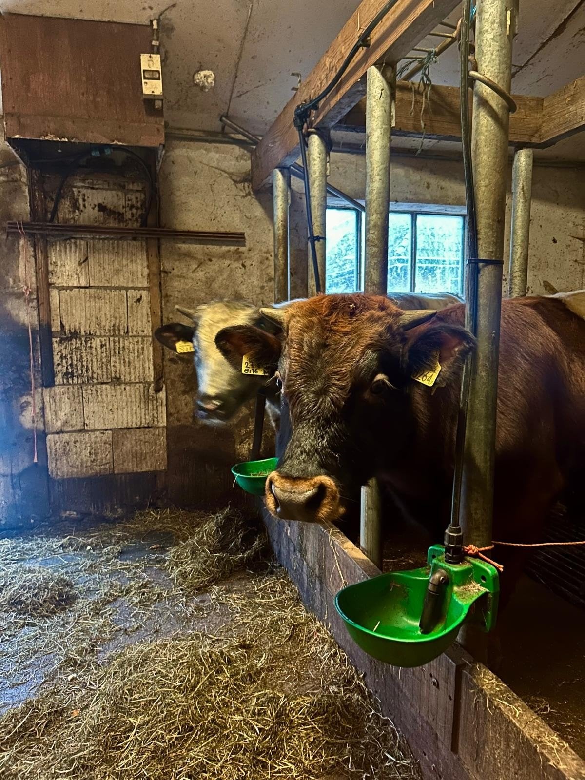 Stiertjes bbl en lakenvelder, Mannelijk, 0 tot 2 jaar