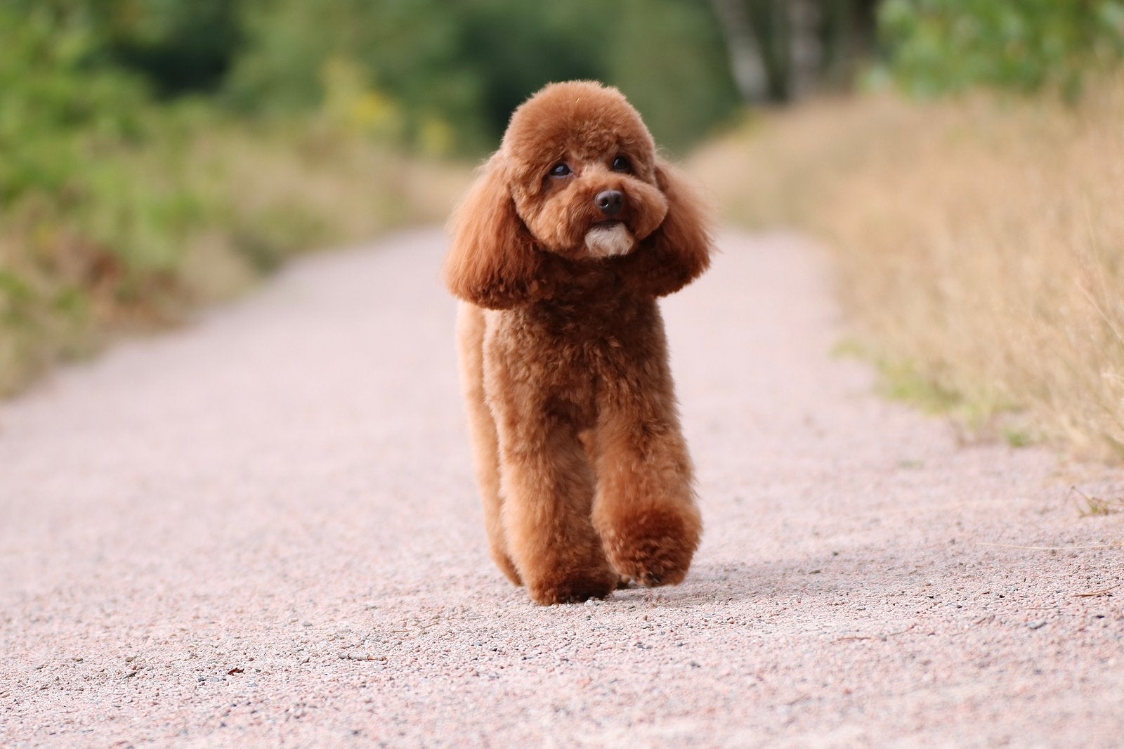 Toy poedel dekreu, Reu, 1 tot 2 jaar, Parvo, Eén hond