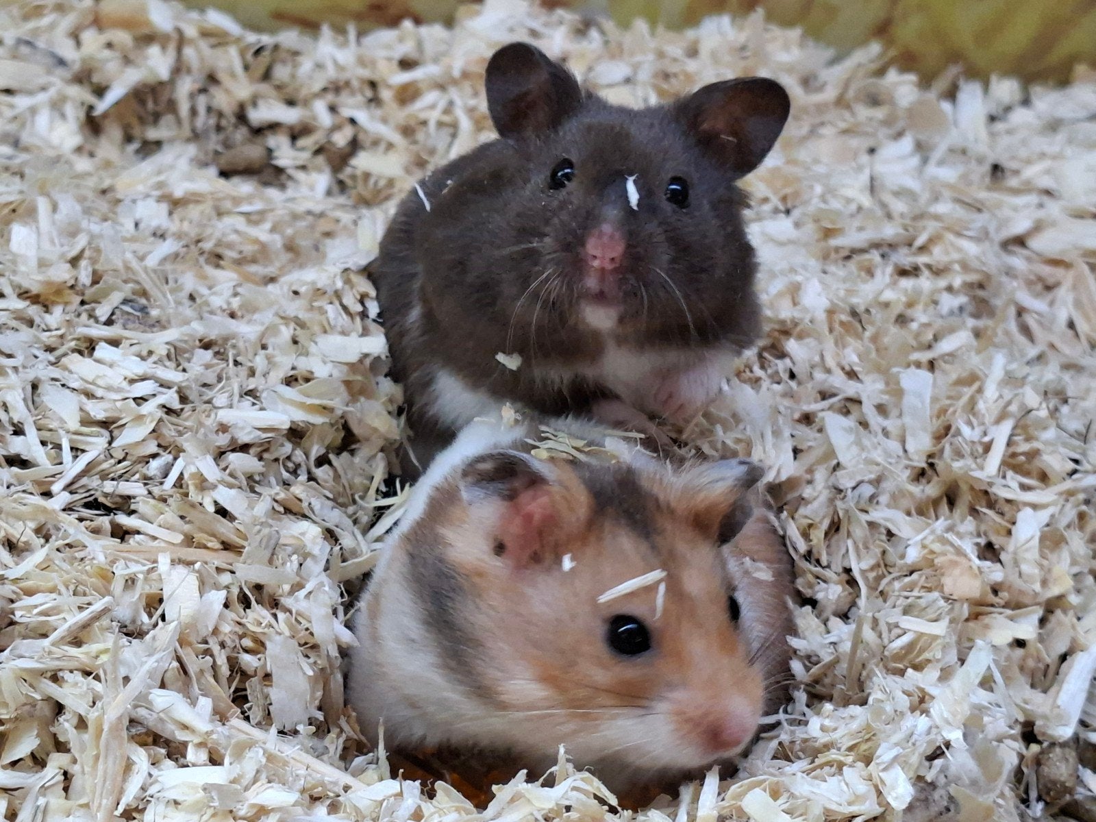 Hele lieve Syrische hamster mannen., Dieren en Toebehoren, Knaagdieren, Juli, Mannelijk, Hamster