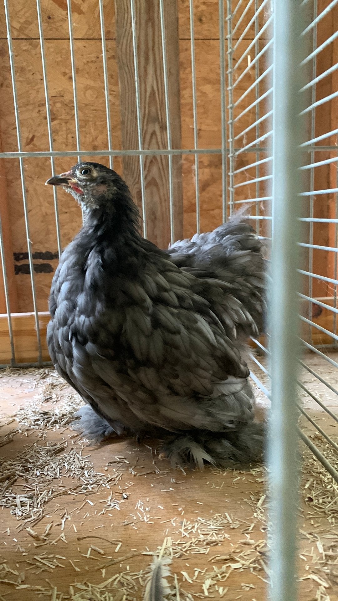 Ras en kleurzuiver cochinkriel koppel  hen blauw, Dieren en Toebehoren, Meerdere dieren, Kip