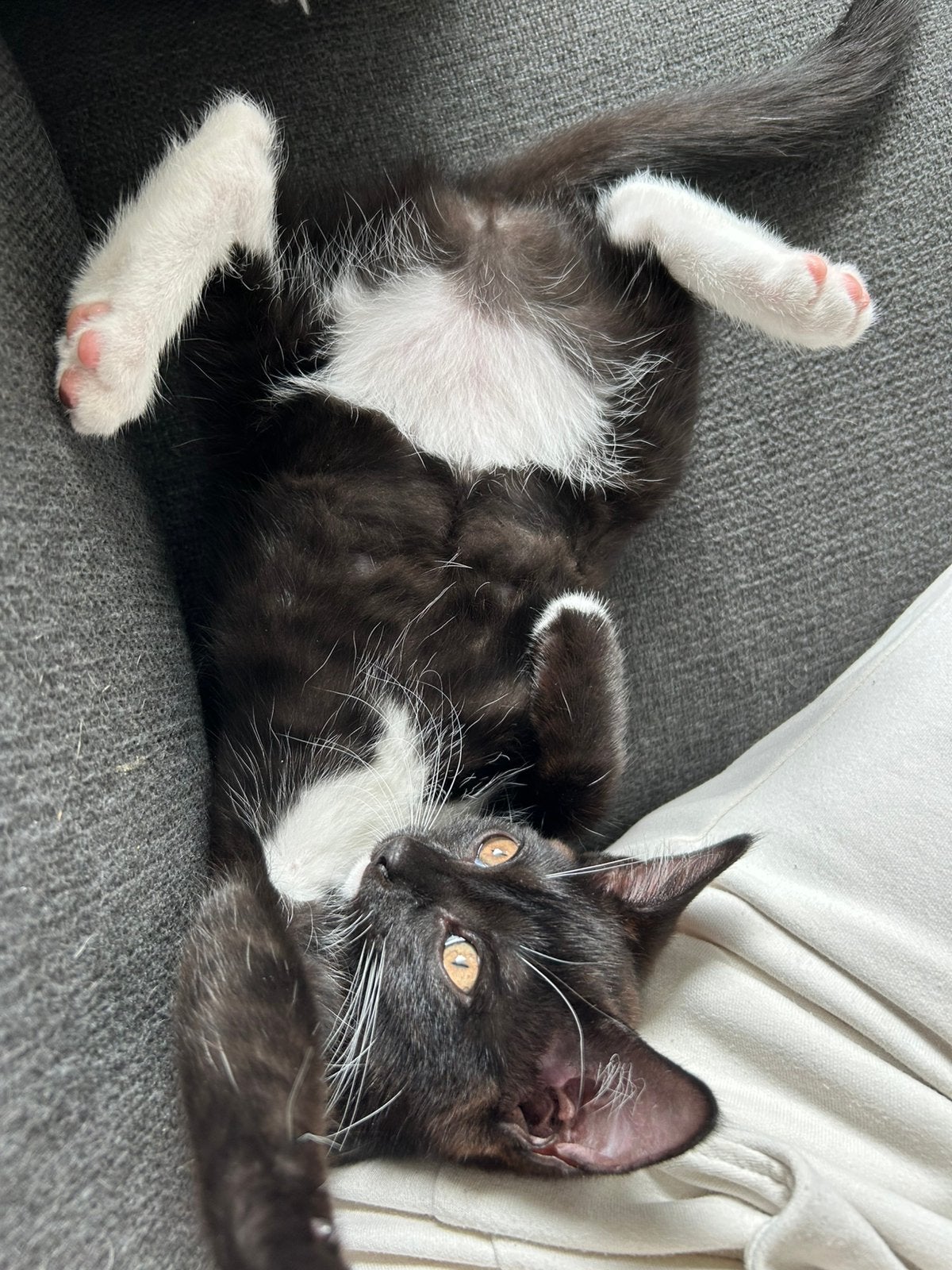Kitten, Poes