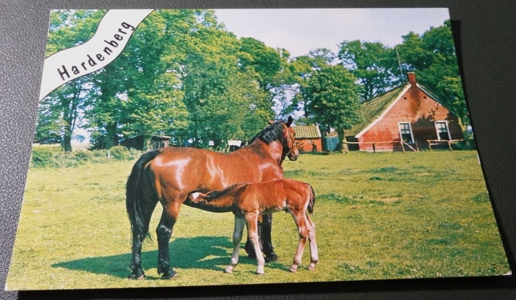 Paarden - Met veulen - Hardenberg - KHo03, Verzenden, 1960 tot 1980, Gelopen, Paard