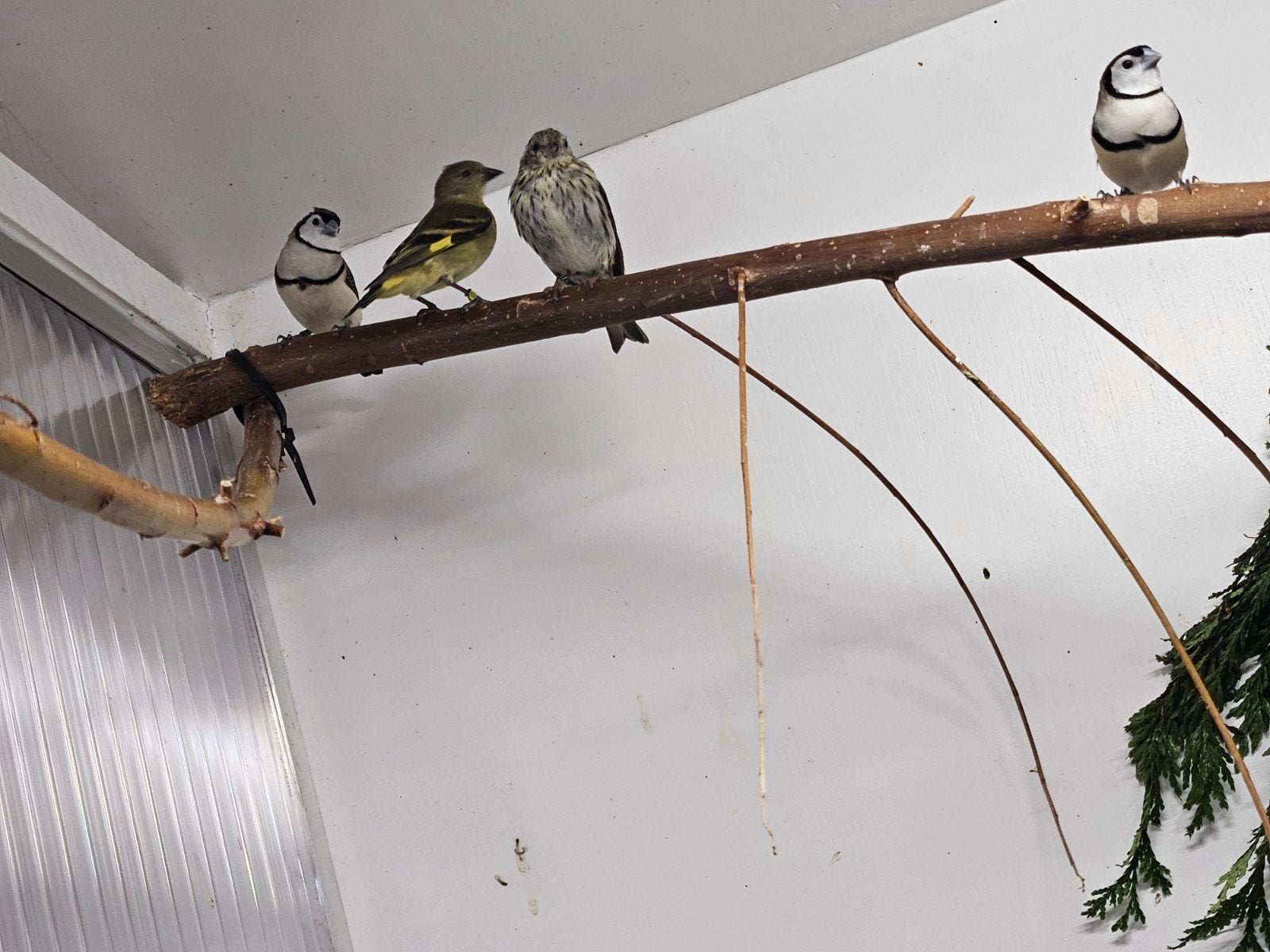 Bichenowastrilde, Dieren en Toebehoren, Meerdere dieren