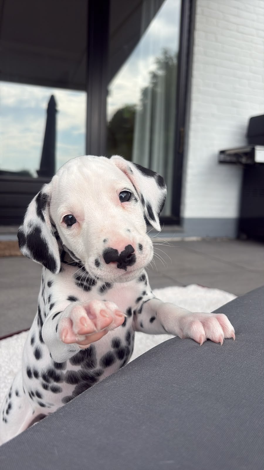 Dalmatier pups uit een goed nest ! puppy pup dalmatiers, Overige rassen, 8 tot 15 weken, Meerdere, Meerdere dieren