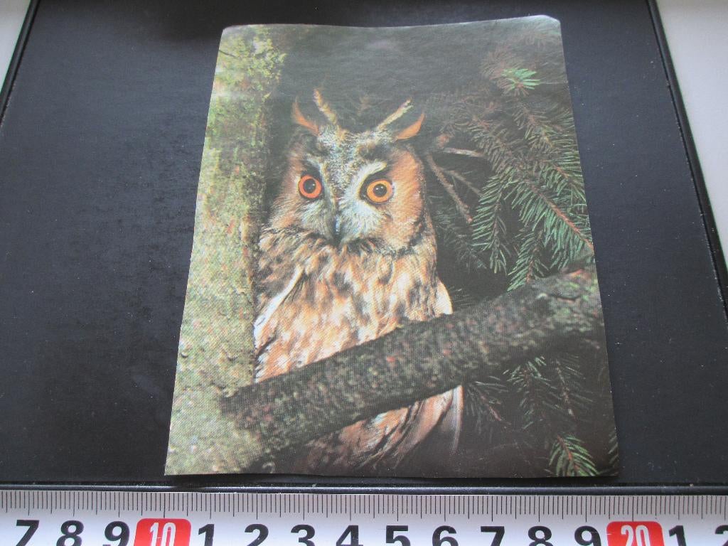 sticker foto uil oehoe, Verzamelen, Ophalen, Zo goed als nieuw
