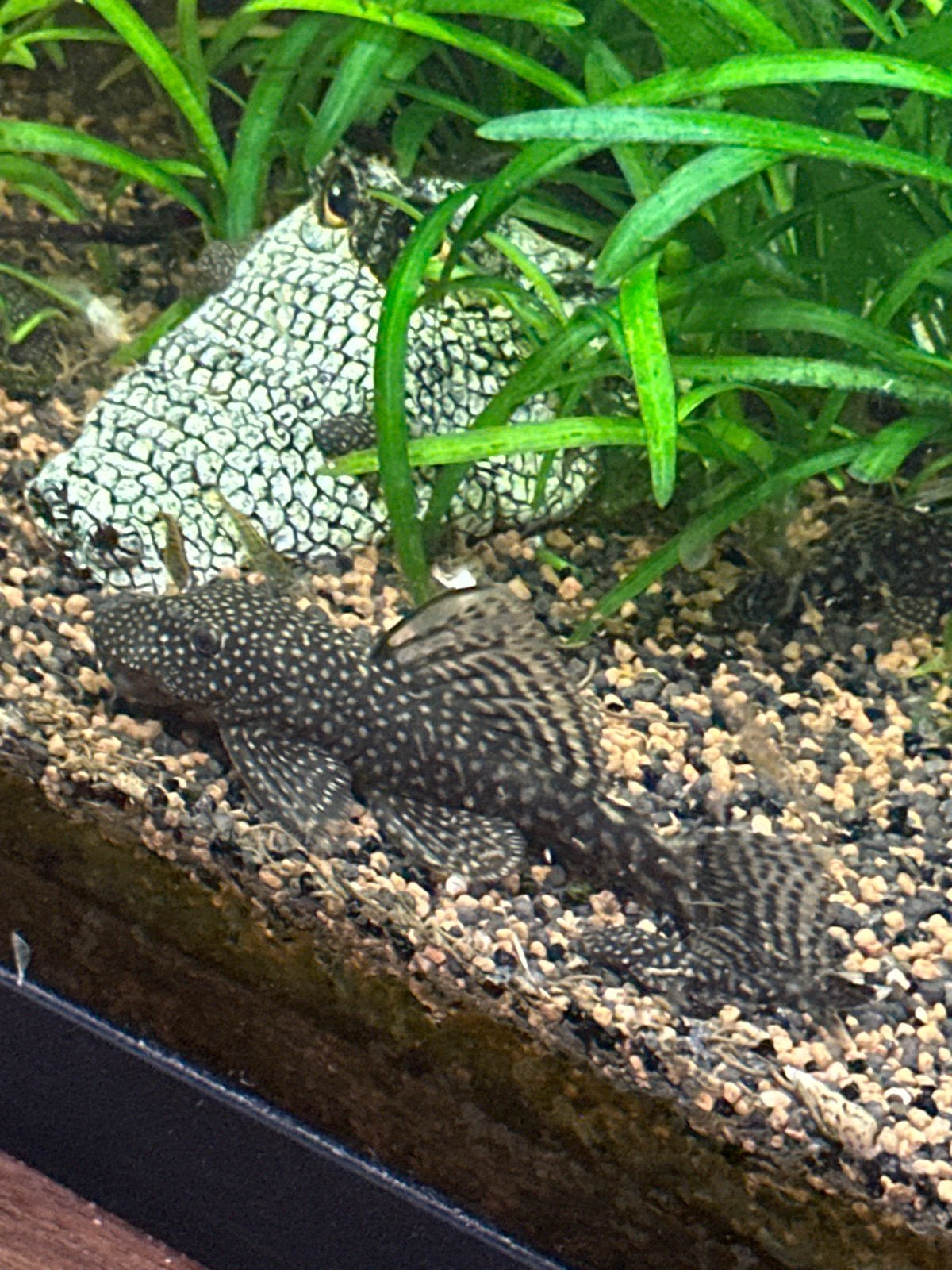 Bristelnose pleco te koop, Vis