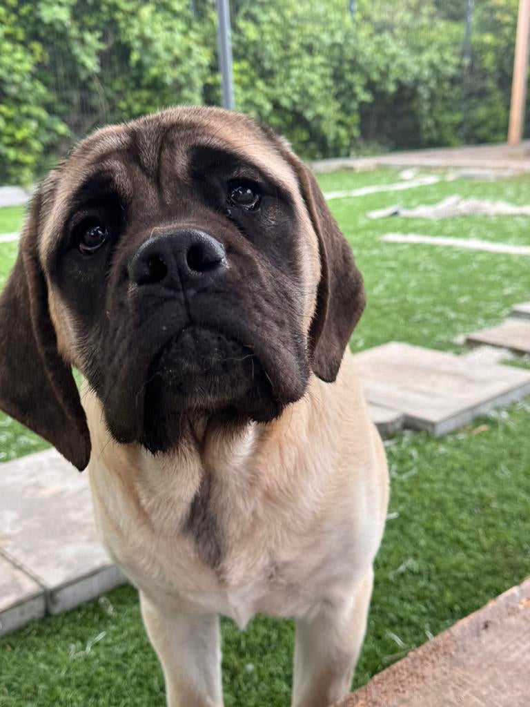 Prachtige 6 maanden oude English Mastiff Mastiff-teef/puppy, Dieren en Toebehoren, Honden | Bulldogs, Pinschers en Molossers, 15 weken tot 1 jaar