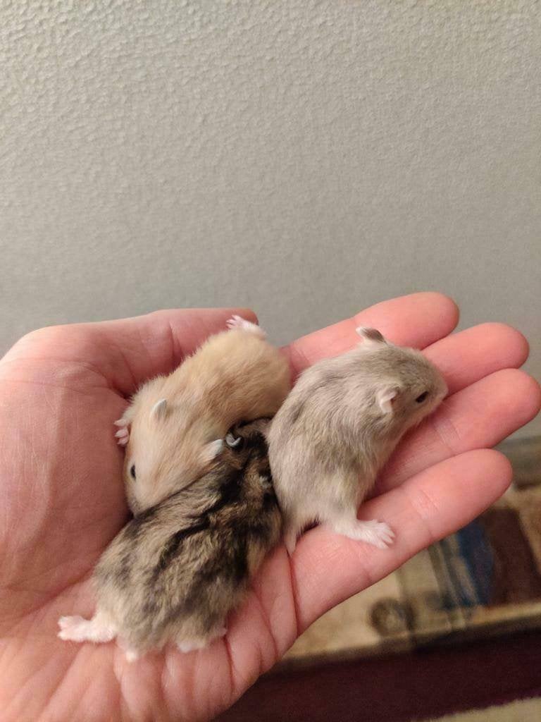 Tamme dwerghamsters los of met kooi-spullen naar keuze, Dieren en Toebehoren, Hamster, Augustus, Meerdere dieren, Tam