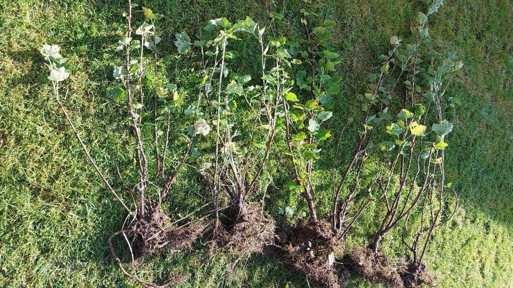 Rode bessen struiken aalbes biologisch, Ophalen, Volle zon, Vaste plant, Fruitplanten
