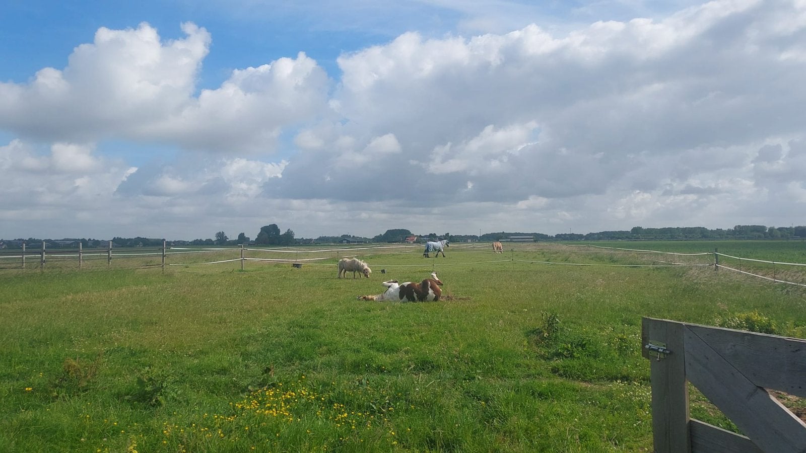 Weidegang voor pony of klein paard, Weidegang, 1 paard of pony