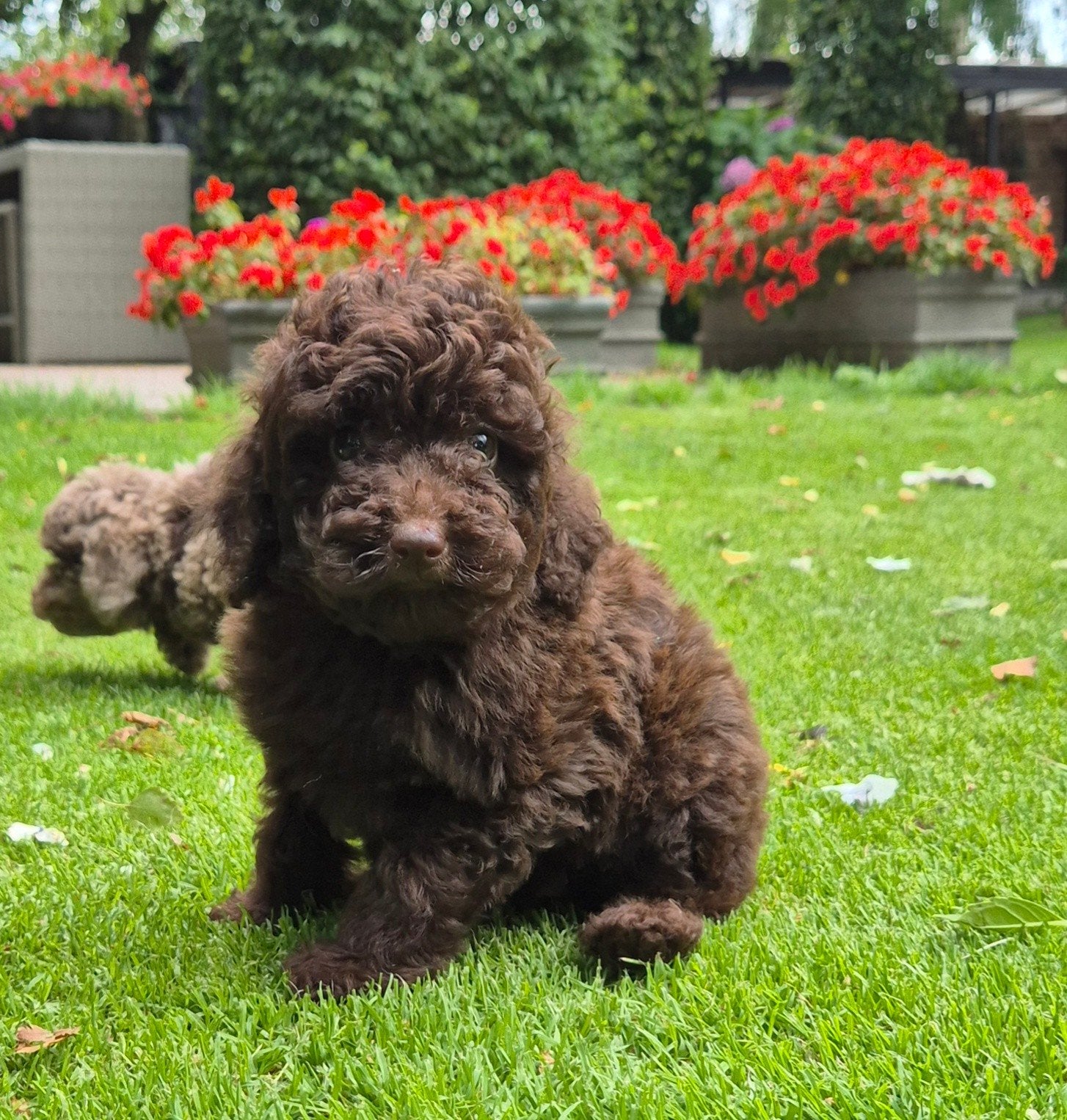 mini choco doodle pups, Dieren en Toebehoren, Nederland, Overige rassen, CDV (hondenziekte), 8 tot 15 weken