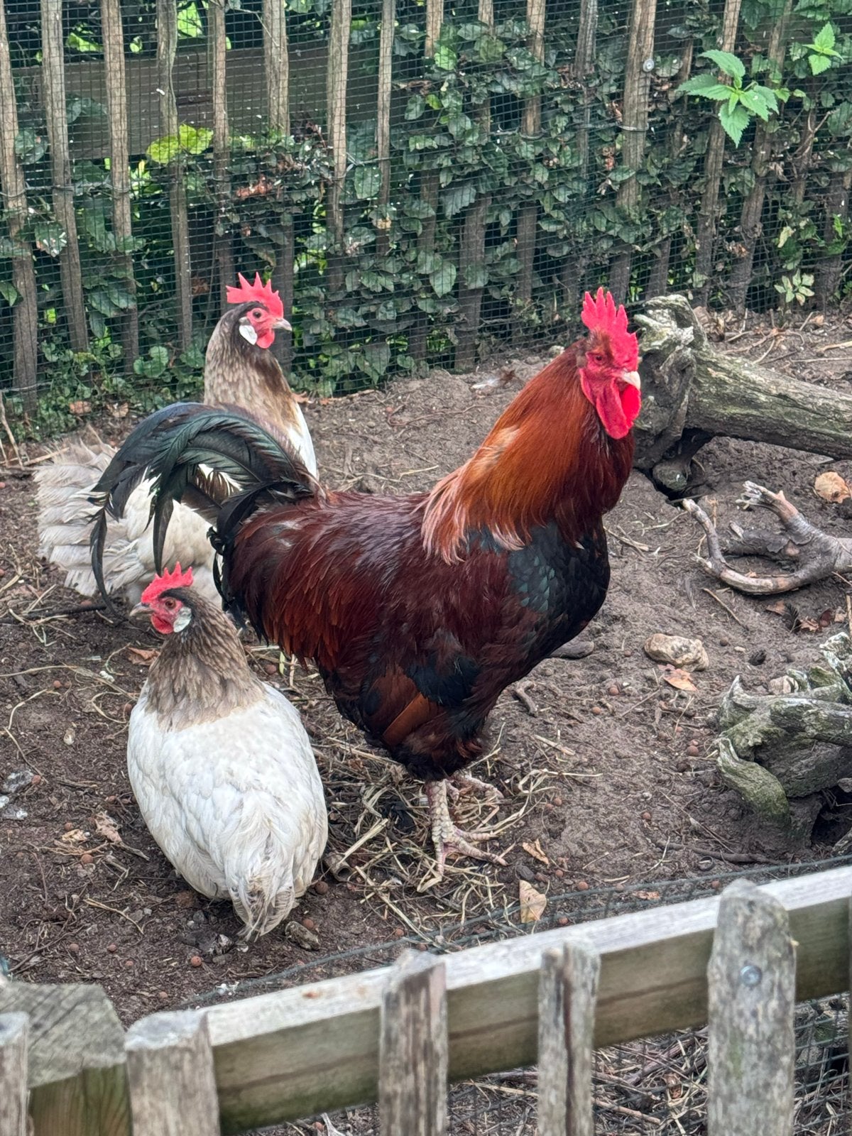 2 Lakenvelder kippen en 1 Welsummer haan, Dieren en Toebehoren, Pluimvee, Meerdere dieren, Kip