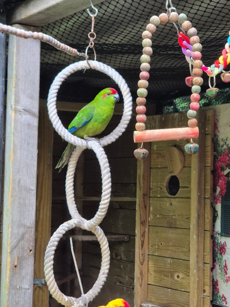 Kakariki man, Dieren en Toebehoren, Mannelijk, Parkiet