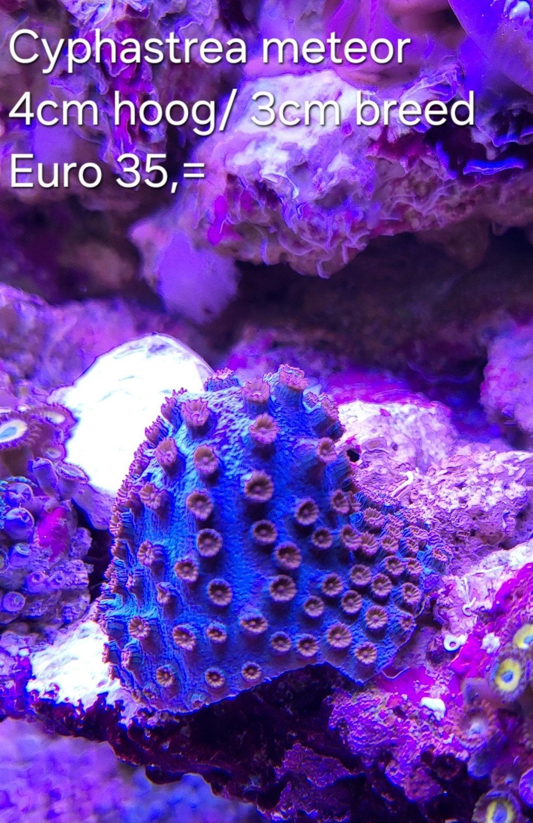 Cyphastrea meteor, Overige typen
