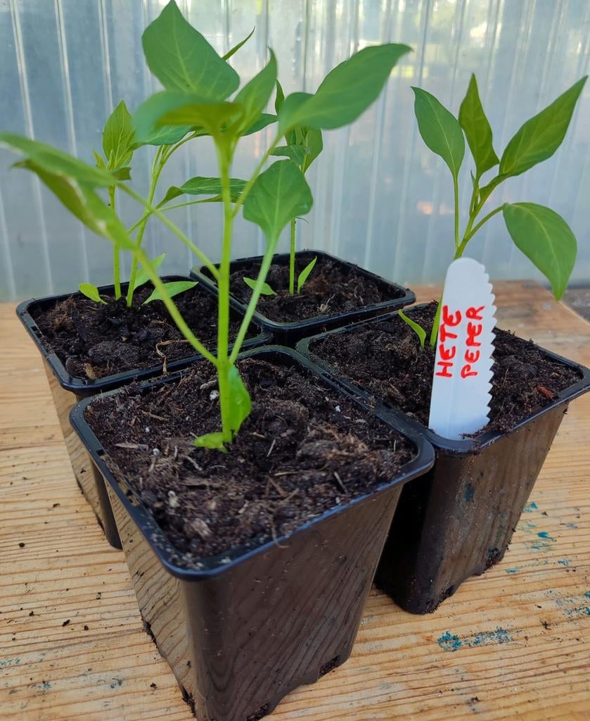 Biologische Hete Peper Plantjes voor Moestuin, Tuin en Terras, Planten | Tuinplanten, Ophalen, Volle zon, Groenteplanten, Eenjarig
