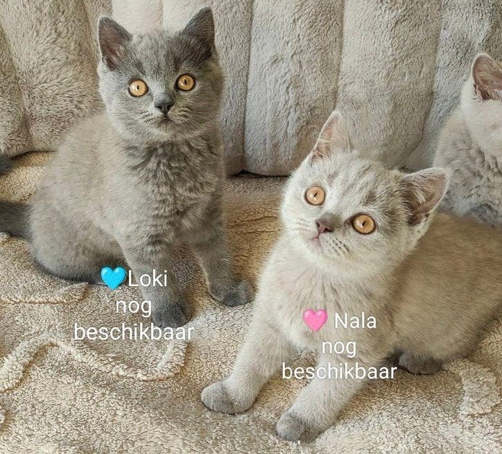 Britse korthaar kittens per direct beschikbaar, Meerdere dieren