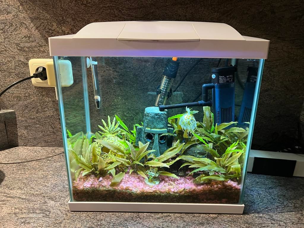 Compleet aquarium inclusief garnaaltjes, Ophalen, Zo goed als nieuw, Gevuld zoetwateraquarium