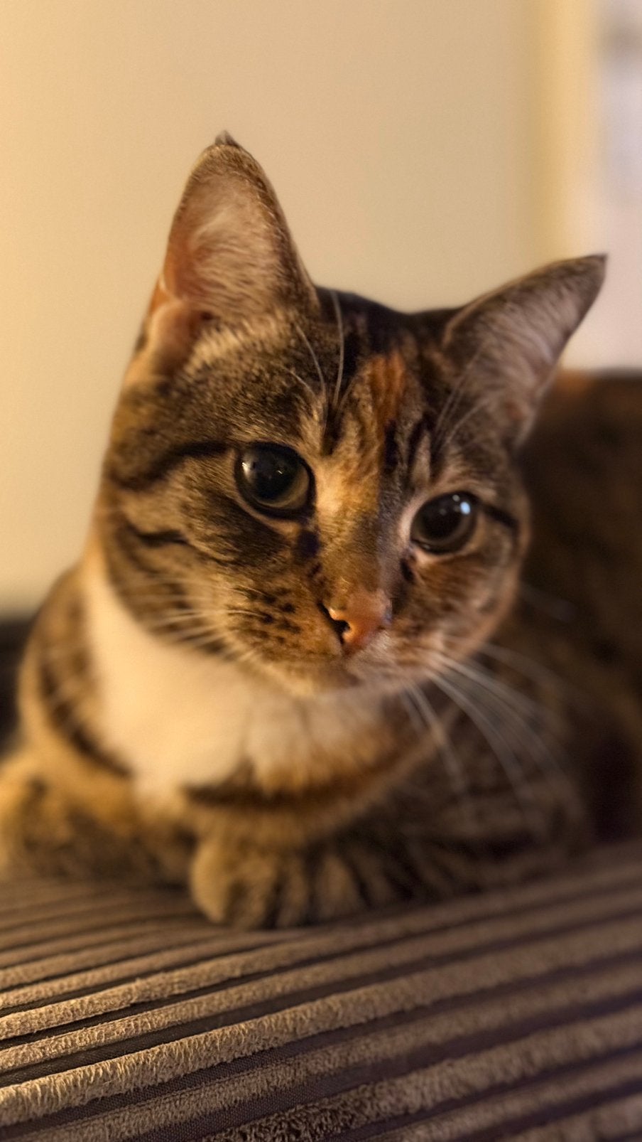Lieve poes Lizz zoekt een nieuw huisje, Dieren en Toebehoren, Katten en Kittens | Raskatten | Korthaar, Poes