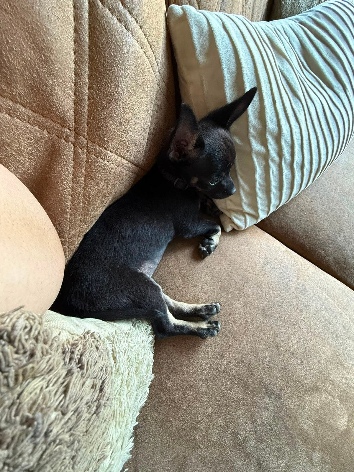 chihuahua, Dieren en Toebehoren, 15 weken tot 1 jaar, Reu, Eén hond, Chihuahua