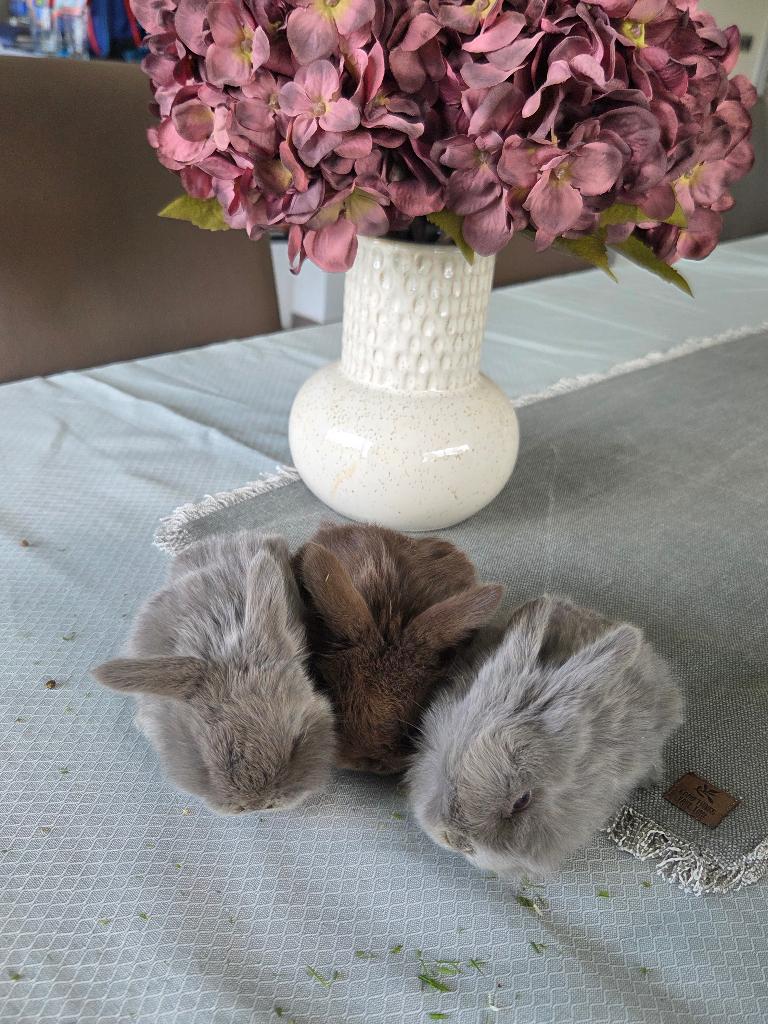 Konijntjes, Meerdere dieren, Middelgroot, Hangoor, 0 tot 2 jaar