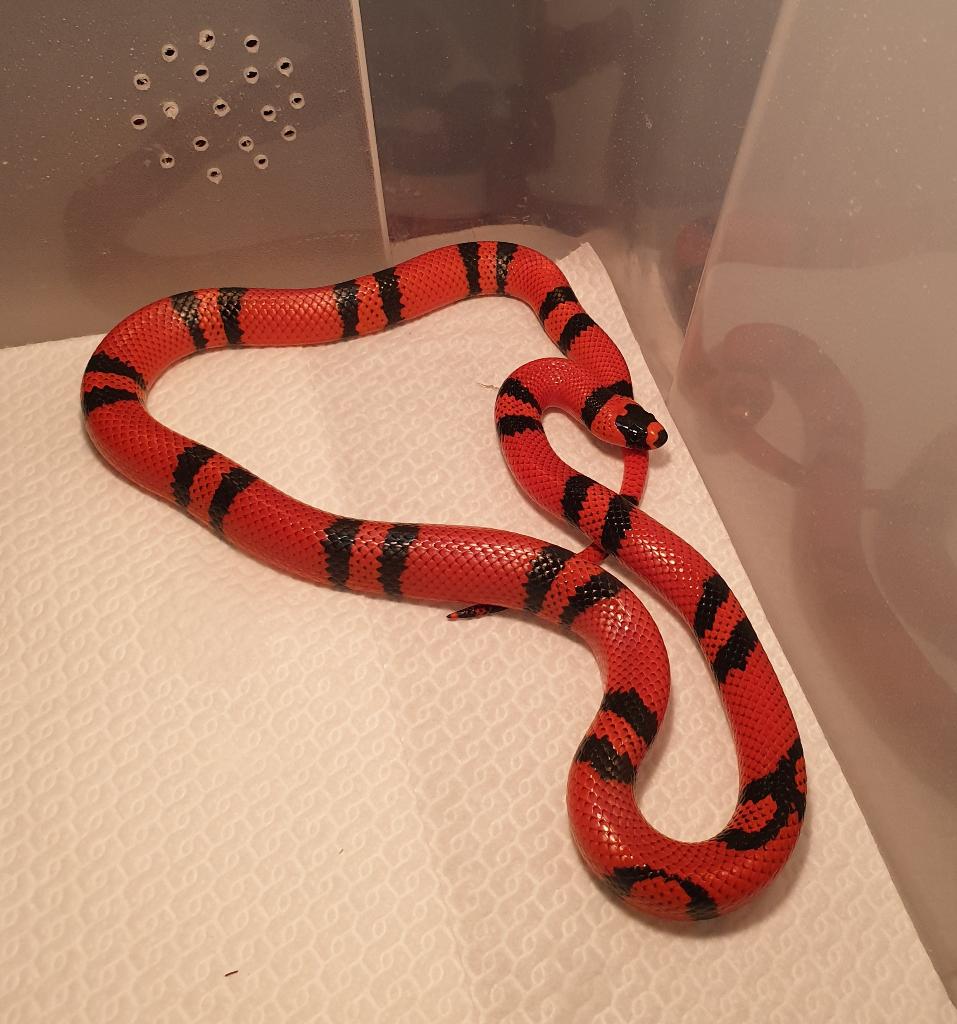 Lampropeltis triangulum hondurensis Milk Snake - female for sale from Lampro