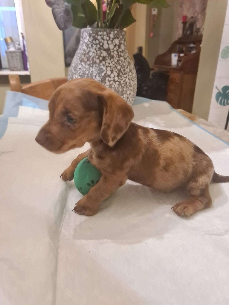 teckel pups te koop, Parvo, 8 tot 15 weken, Dwerg, Meerdere
