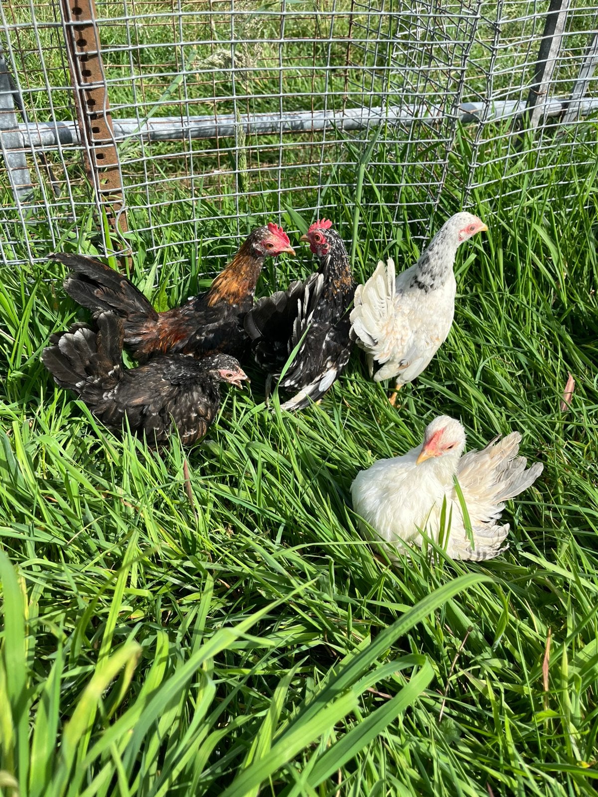 Serama 3 hennen en 2 hanen ook los te koop, Meerdere dieren, Kip