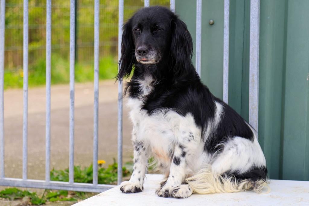 Lieve Friese stabij, 6 jaar of ouder, Parvo, Nederland, Overige rassen