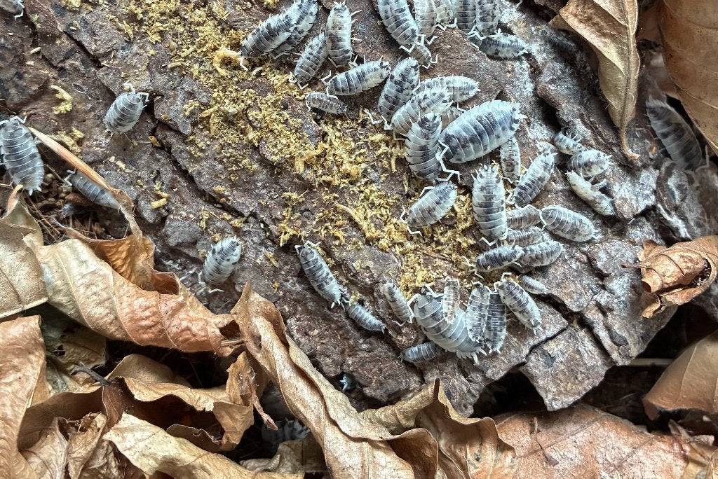 Porcellio scaber Moo Cow – Pissebedden / Isopods, Dieren en Toebehoren, Overige soorten