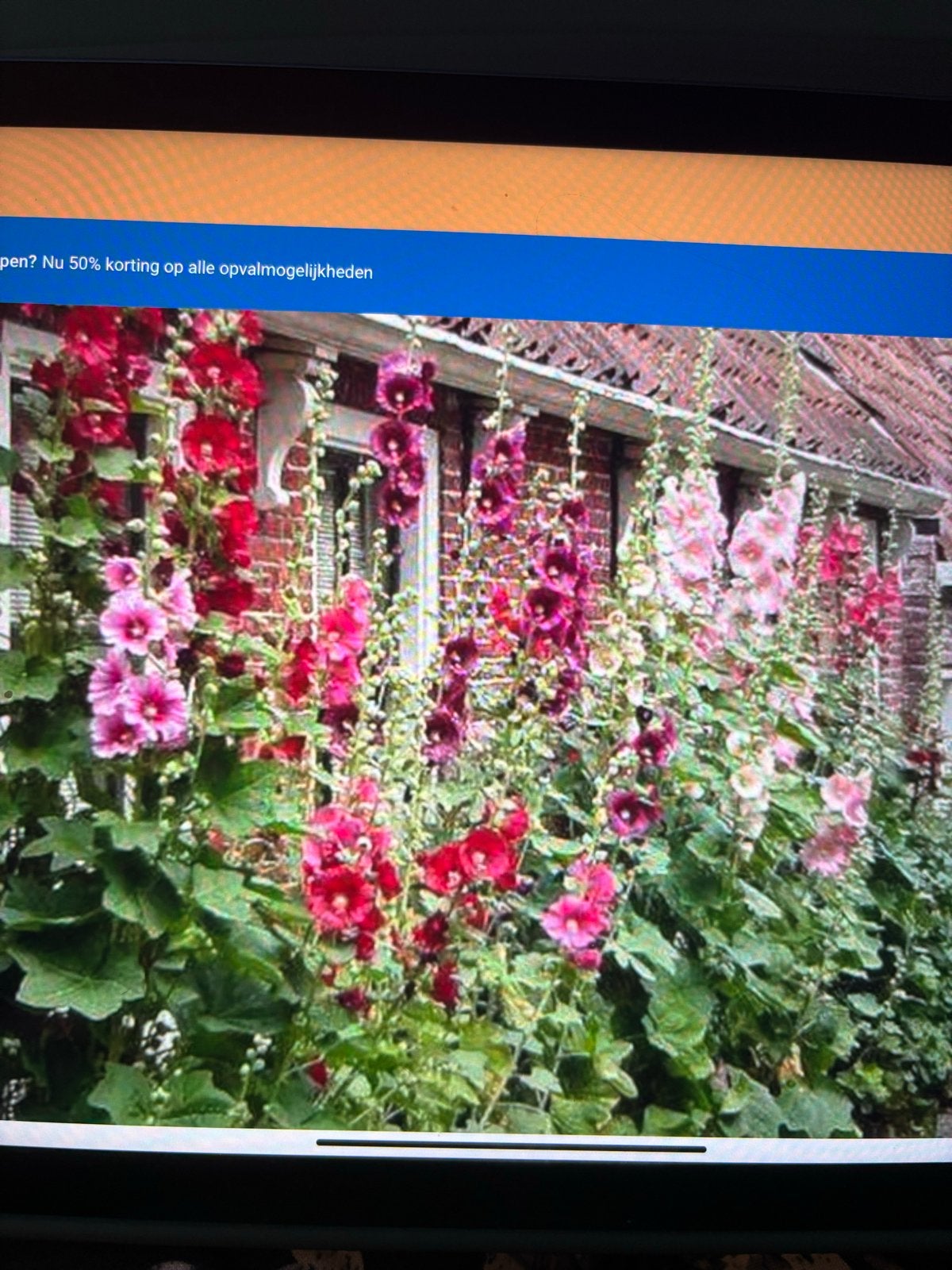 Prachtige Stokrozen in diverse kleuren, Tuin en Terras, Overige soorten, Volle zon, Ophalen of Verzenden, Tweejarig