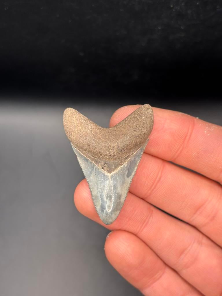 Megalodon fossiele haaientand Georgia, Verzamelen, Mineralen en Fossielen, Ophalen of Verzenden, Fossiel