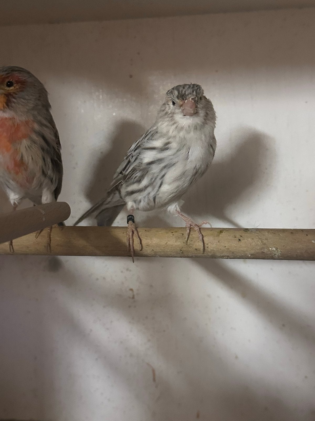 Mooie Rood Mozaïek Kanaries, Dieren en Toebehoren, Vogels | Overige Vogels, Meerdere dieren, Geringd