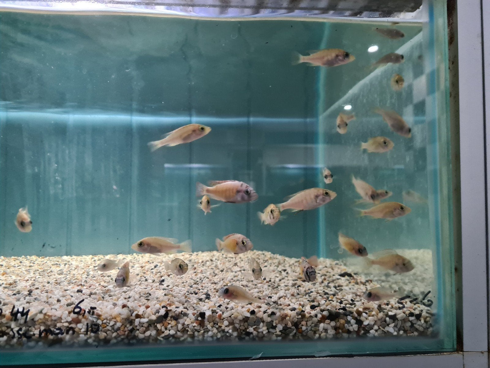 Haplochromis sp. 44 Cichliden, Victoria meer, Dieren en Toebehoren, Vis, Zoetwatervis