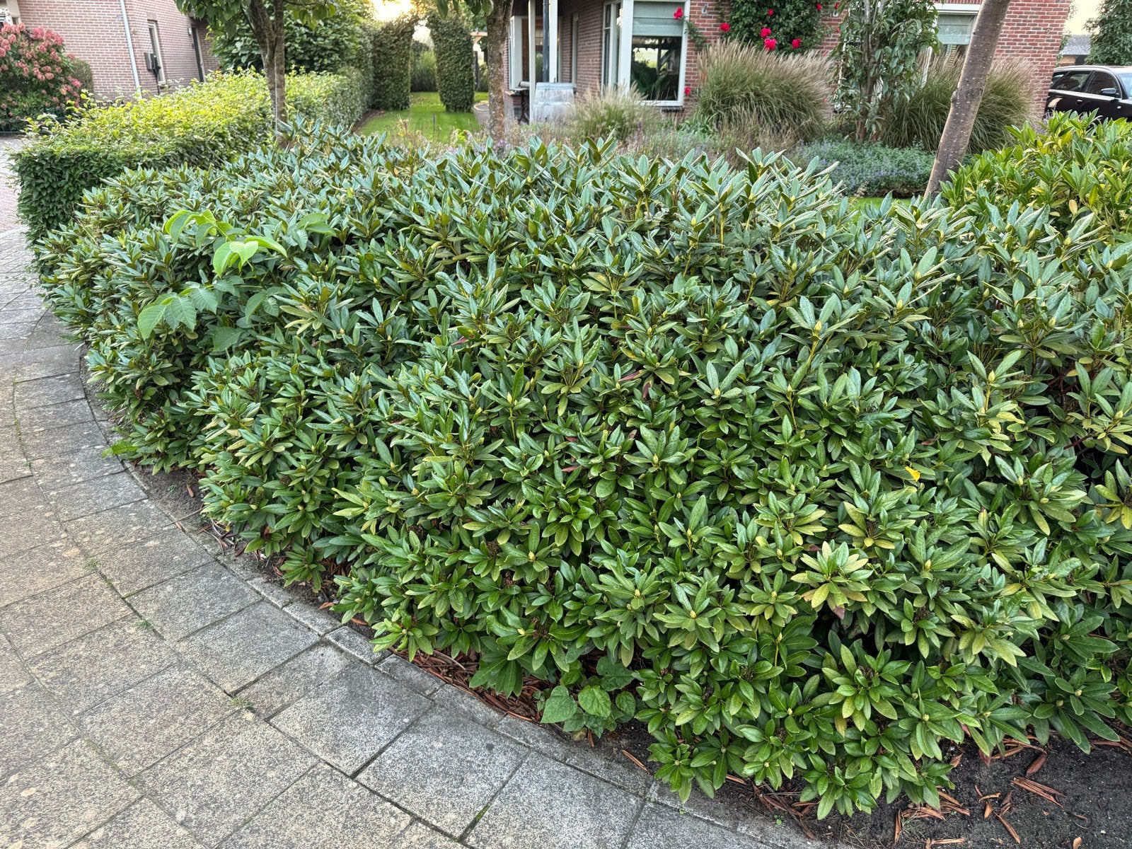 Rhododendron planten - Groenblijvende struiken, Tuin en Terras, Vaste plant, Halfschaduw, Lente, Ophalen