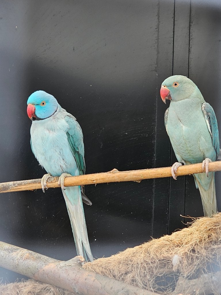Koppel Halsbandparkieten | Blauw | 2025, Dieren en Toebehoren, Meerdere dieren, Parkiet, Geringd