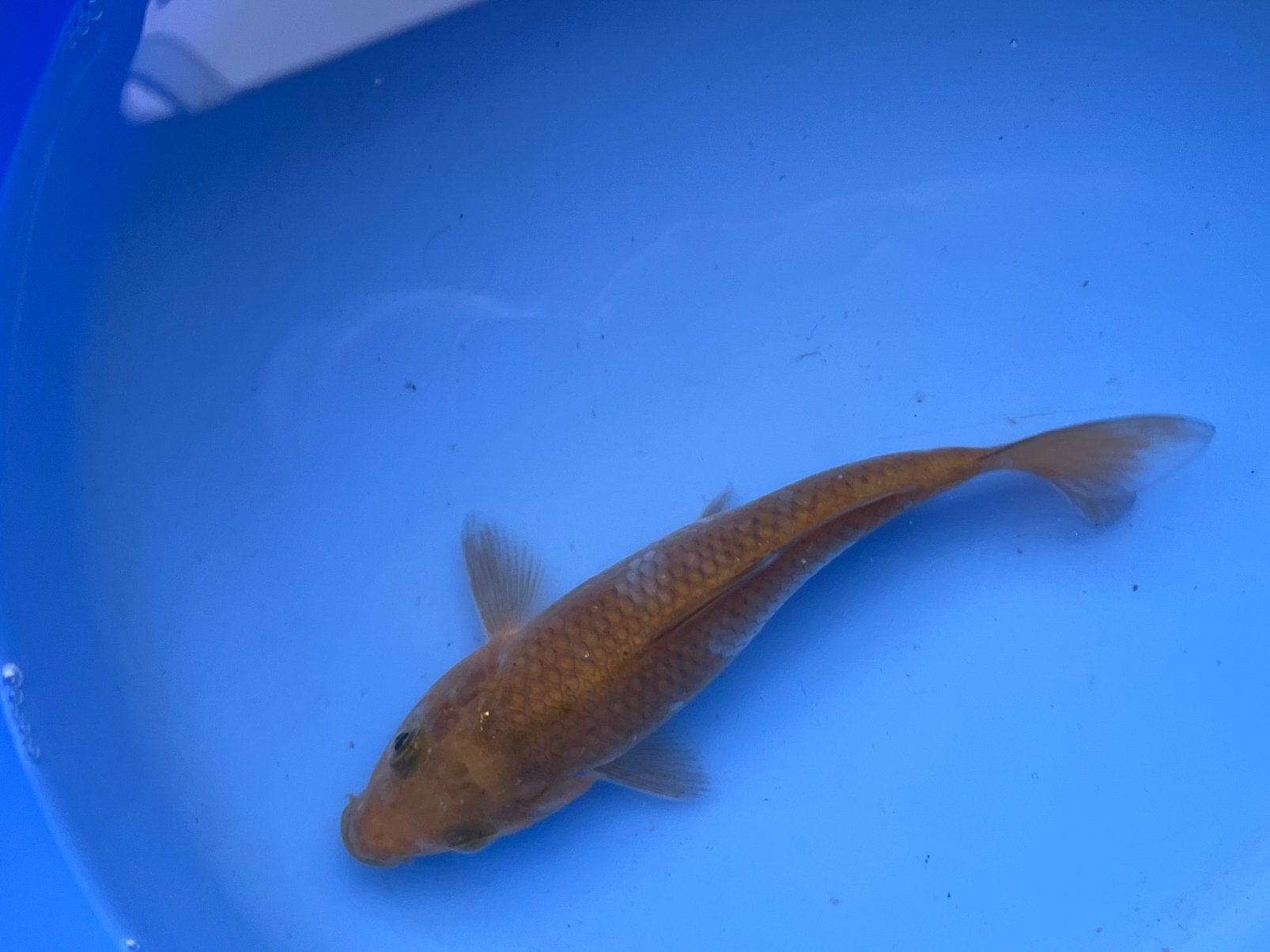 Ochiba, Dieren en Toebehoren, Vissen | Vijvervissen, Karper of Koi